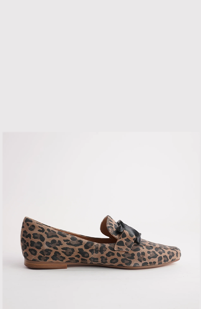 Socoros - Camel Leopard