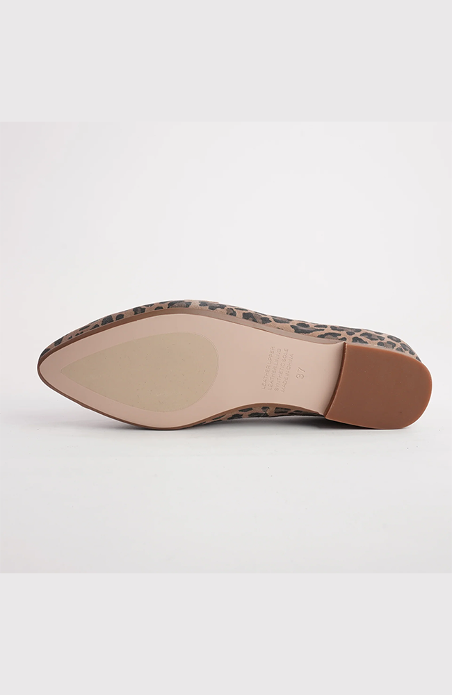 Socoros - Camel Leopard