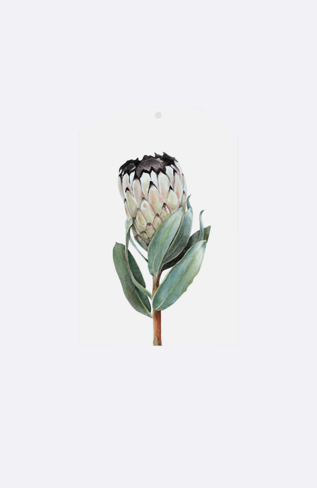 Gift Tag - Protea