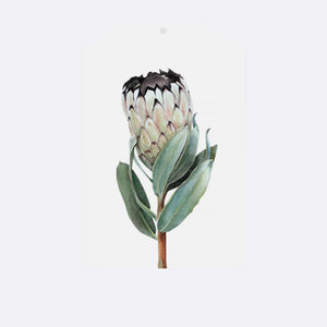 Gift Tag - Protea