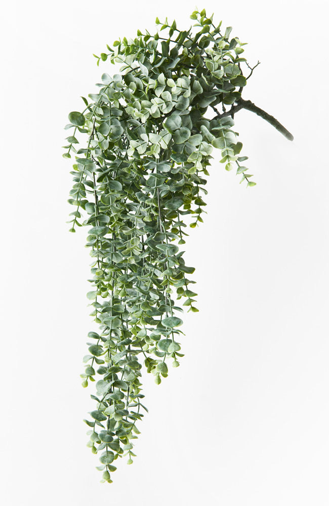 Eucalyptus Hanging Bush - Grey Green
