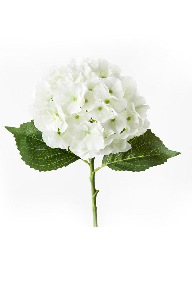 Hydrangea - White Green