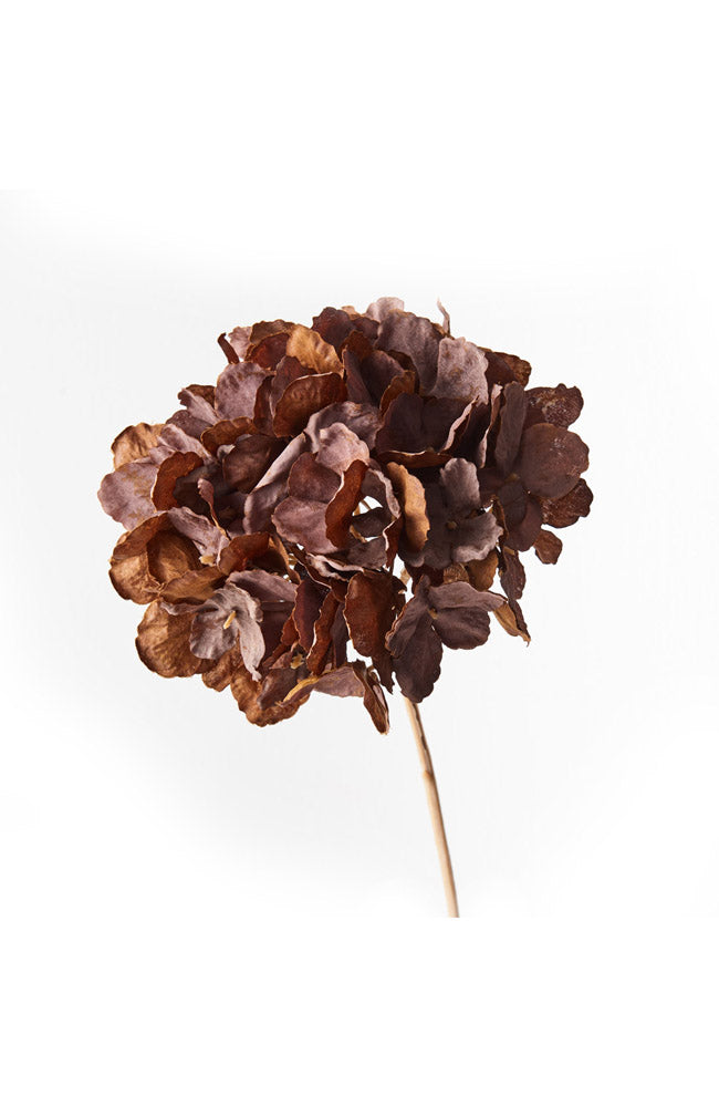 Hydrangea w/o Leaf - Chocolate Brown