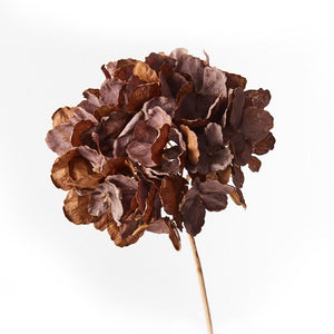 Hydrangea w/o Leaf - Chocolate Brown